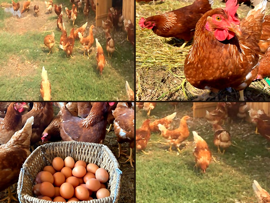Gallinas libres Santa Clara — producción artesanal en Melipilla